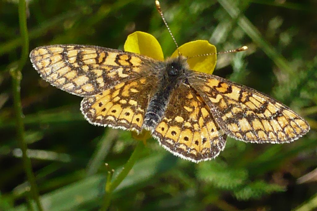 Melitaea cinxia ?